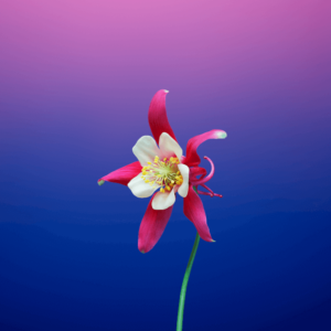 iPhone x wallpaper