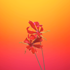 Download iOS 11 Stock Wallpaper