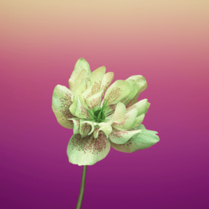 iOS 11 Wallpapers