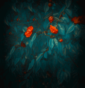 Huawei Mate 20 Wallpaper